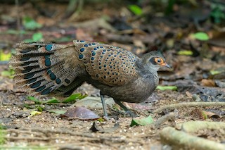 Malayan Peacock-Pheasant, ML283234801