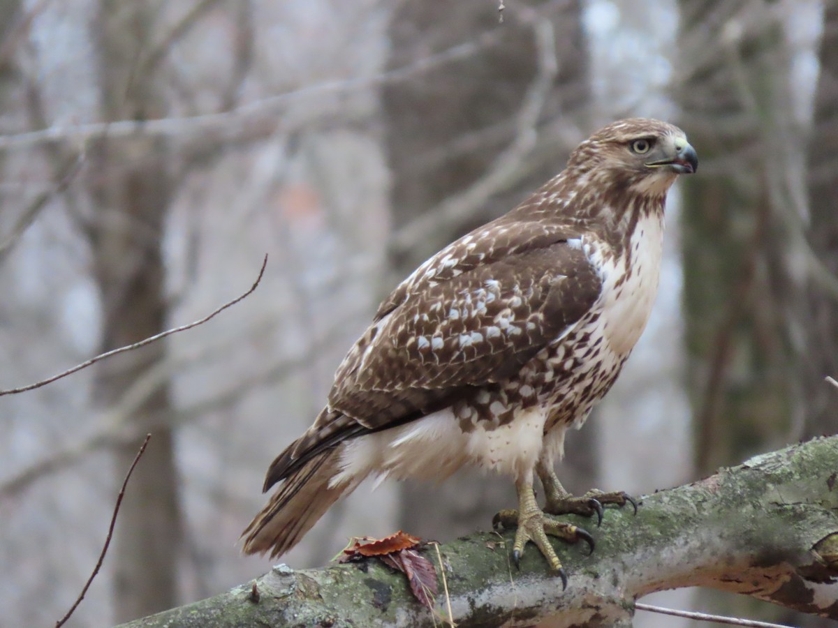 Red-tailed Hawk - ML283237391