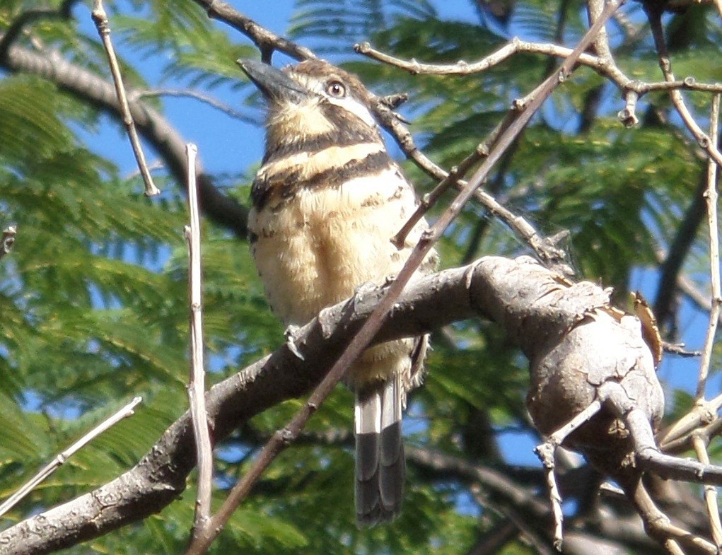 Two-banded Puffbird - Alfredo Correa