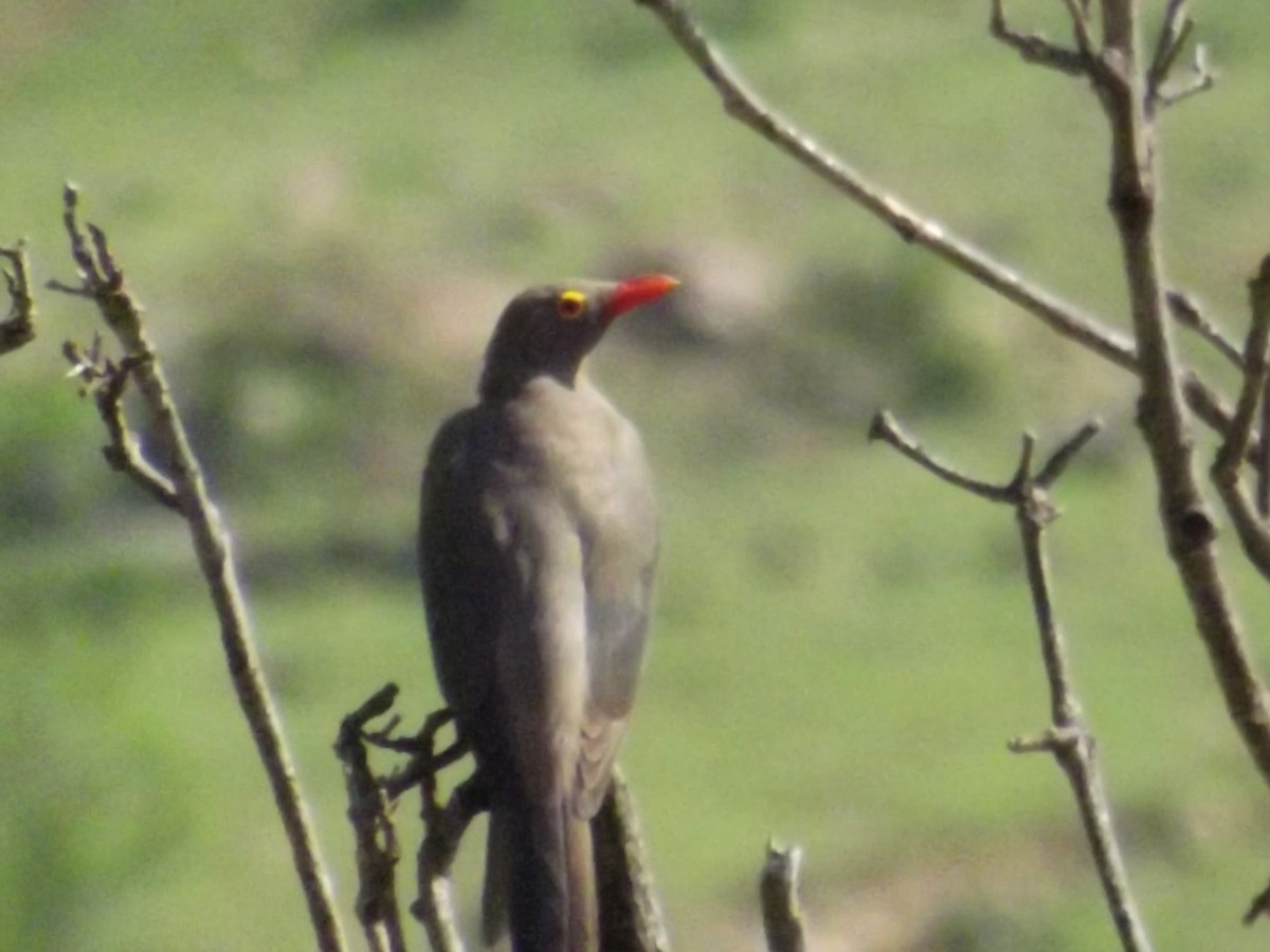 Red-billed Oxpecker - ML283241711