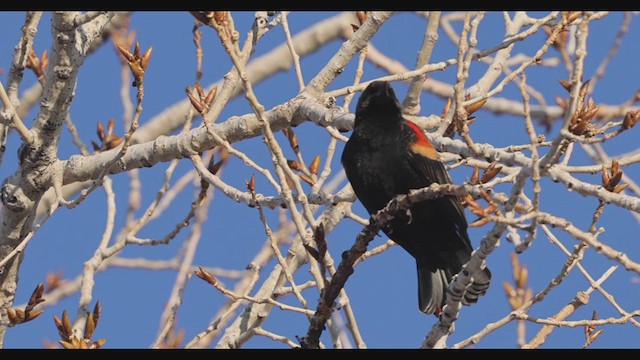 Red-winged Blackbird - ML283243331