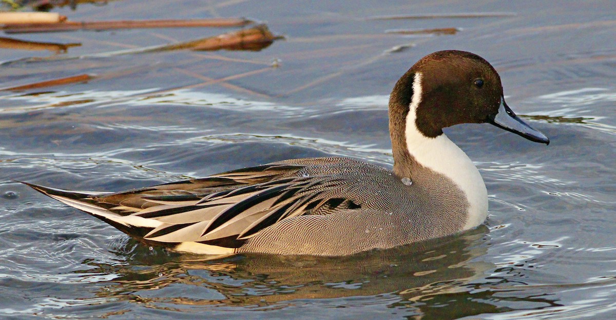 Northern Pintail - Stephen Cook
