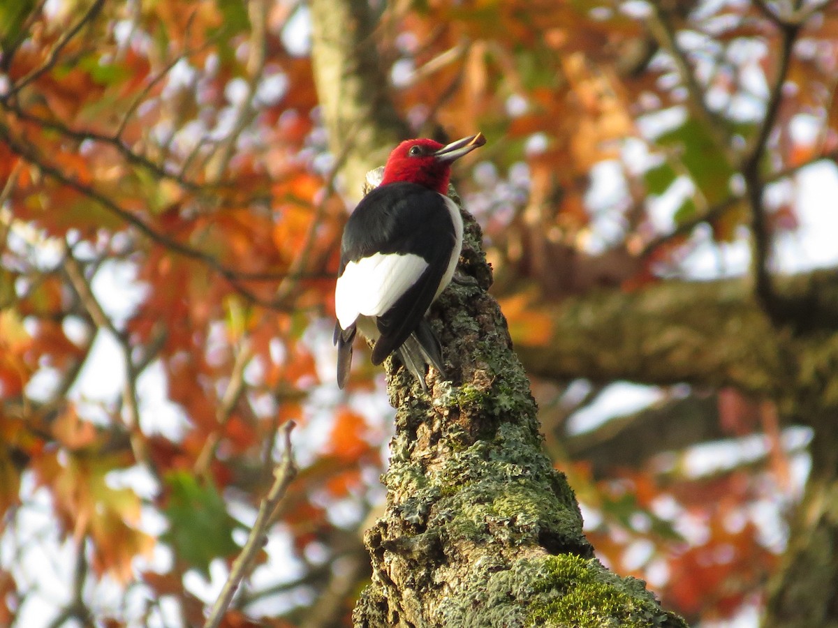 Red-headed Woodpecker - Todd Ballinger