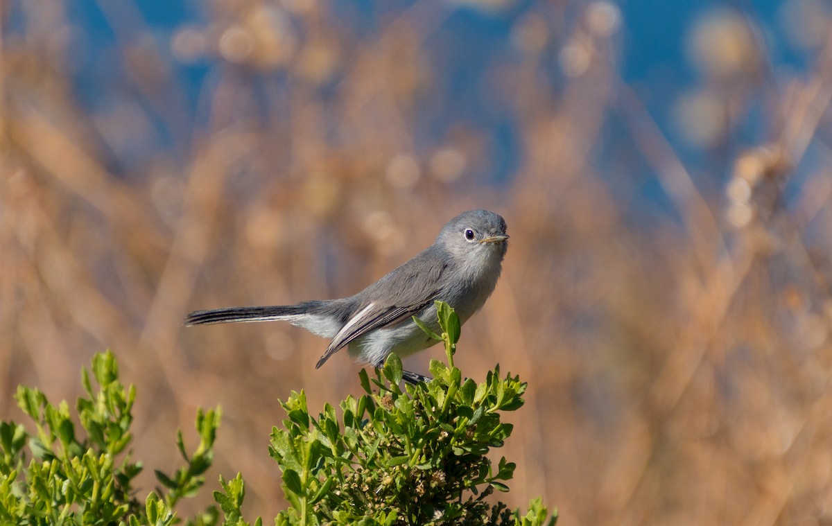 Blue-gray Gnatcatcher (obscura Group) - ML283253441