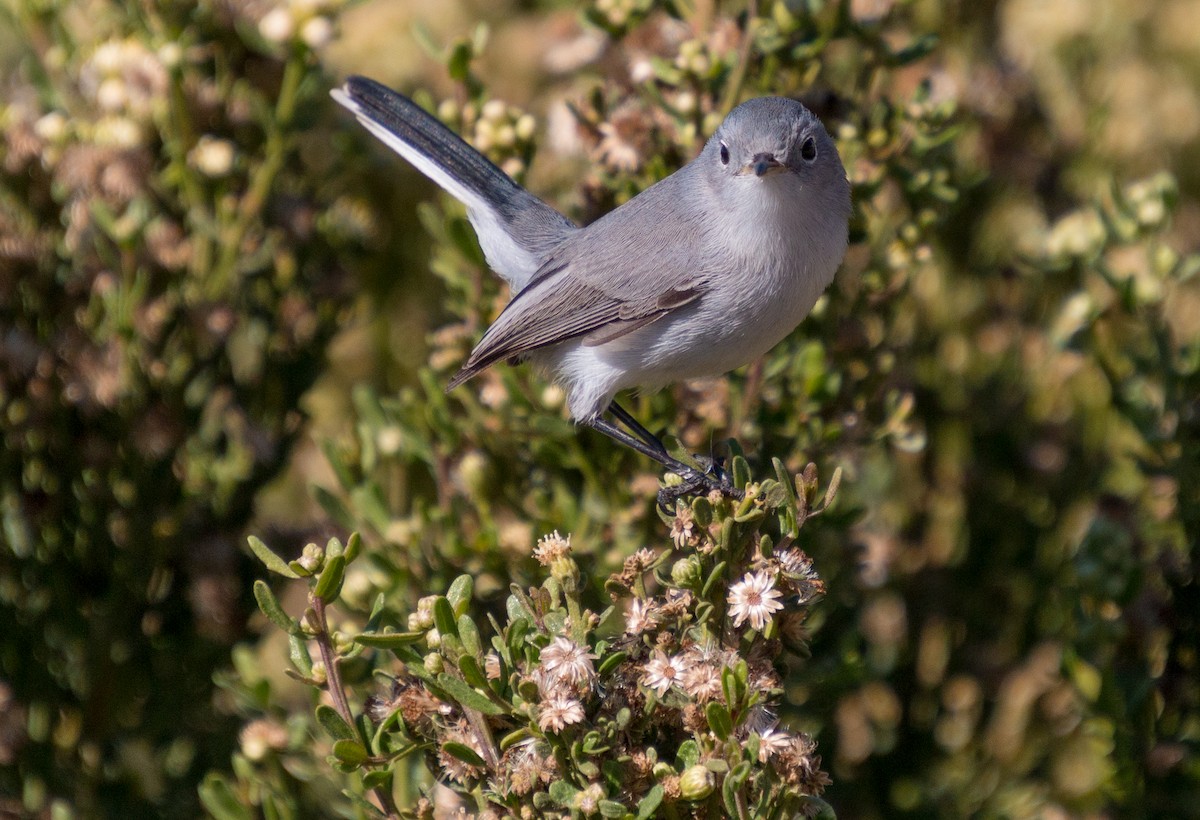 Blue-gray Gnatcatcher (obscura Group) - Peter Bedrossian