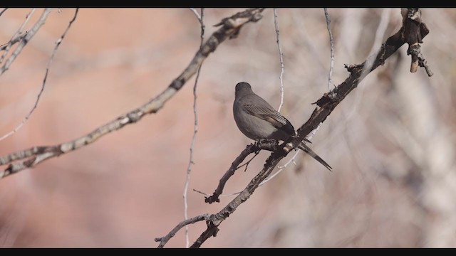 Townsend's Solitaire - ML283253901