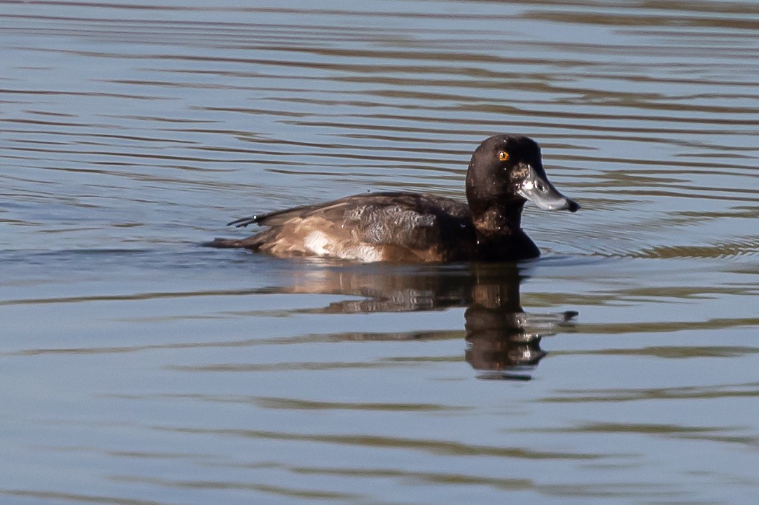 Greater Scaup - ML283255341