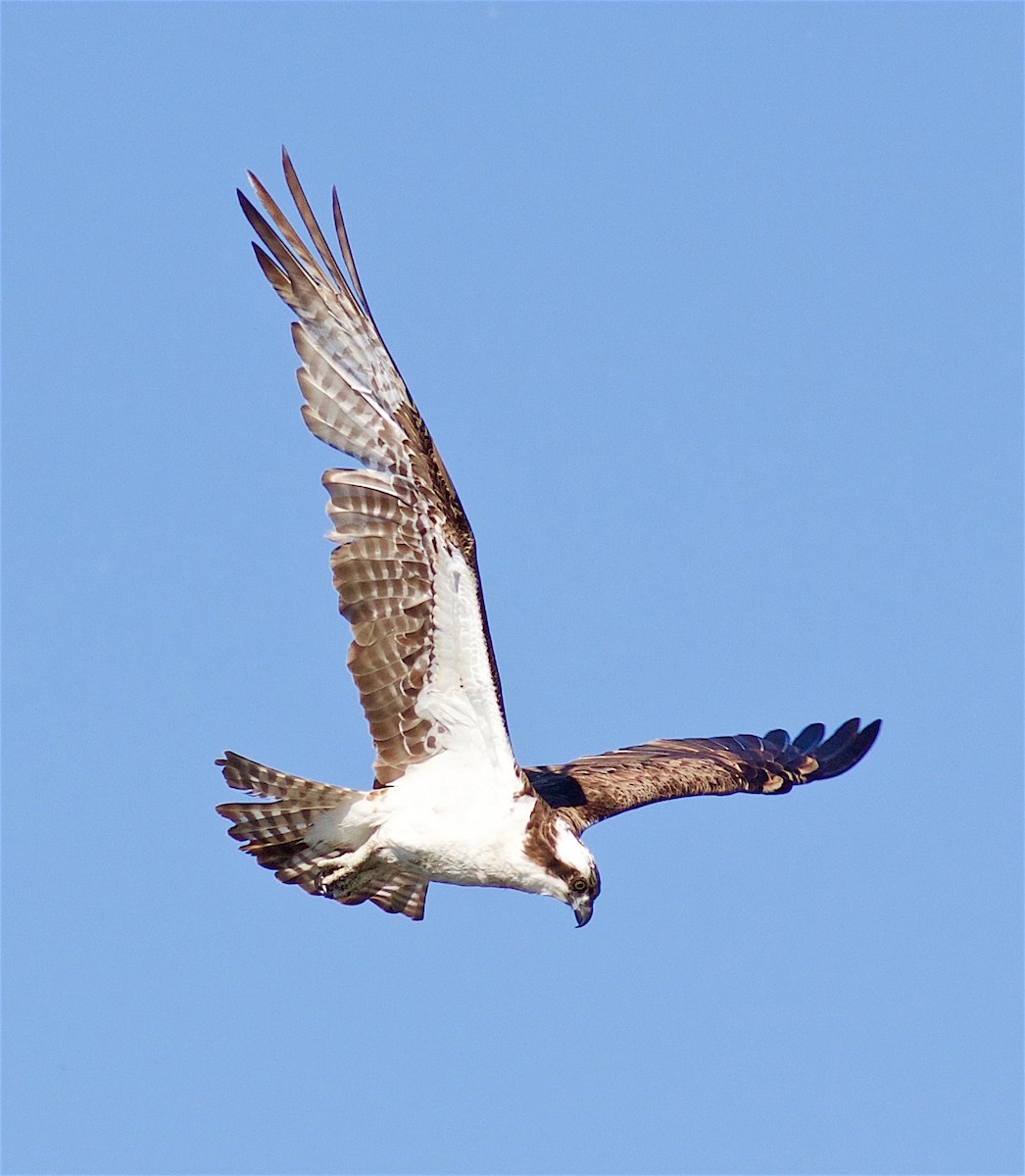 Águila Pescadora - ML28325601