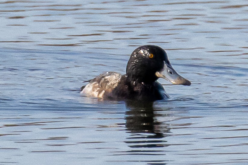 Greater Scaup - ML283256941