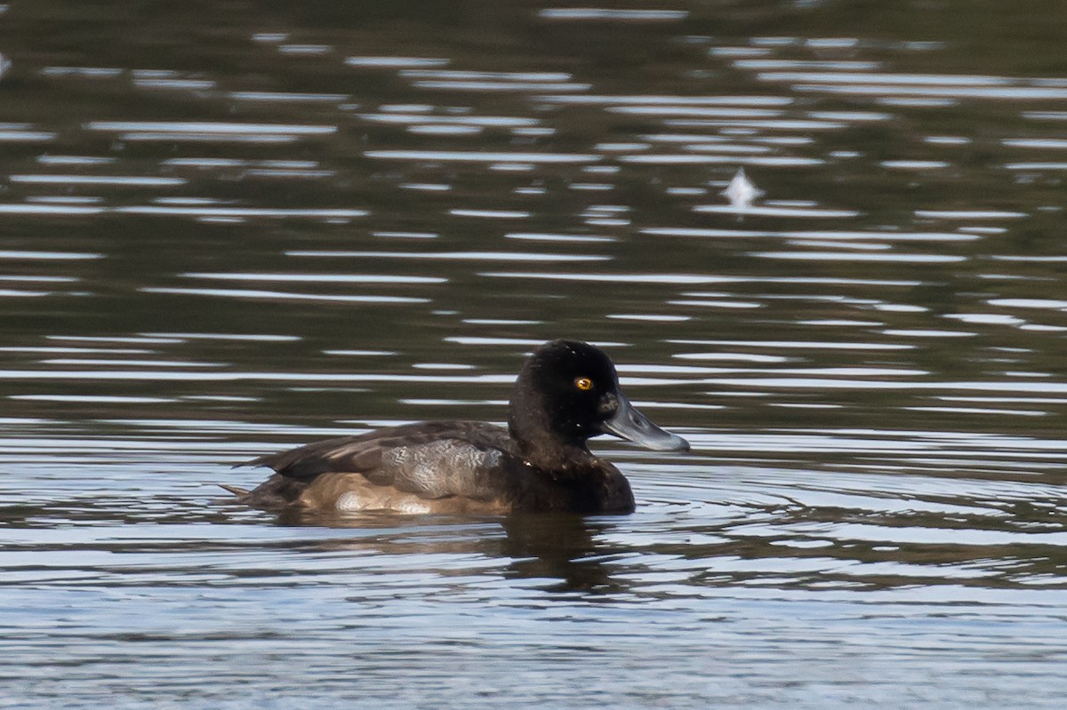 Greater Scaup - ML283256951