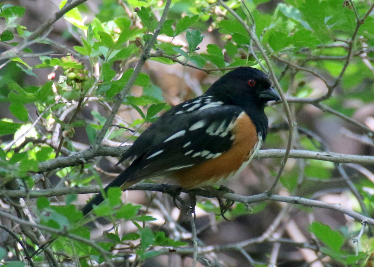 Spotted Towhee - ML28325801