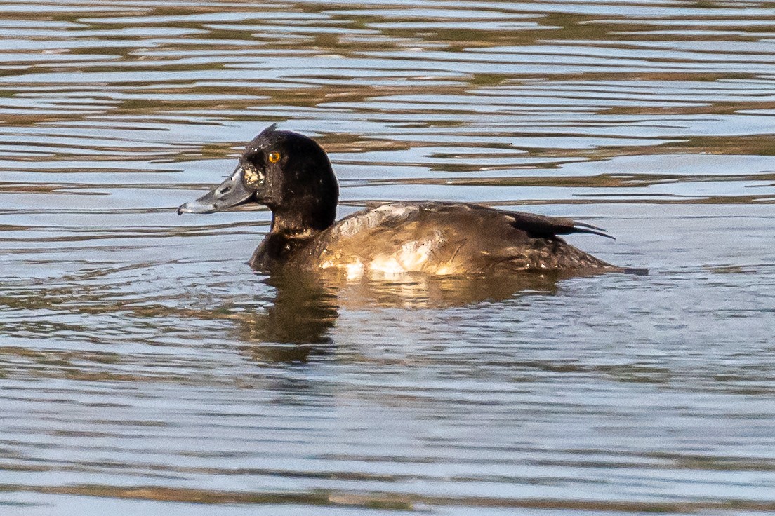 Greater Scaup - ML283258041