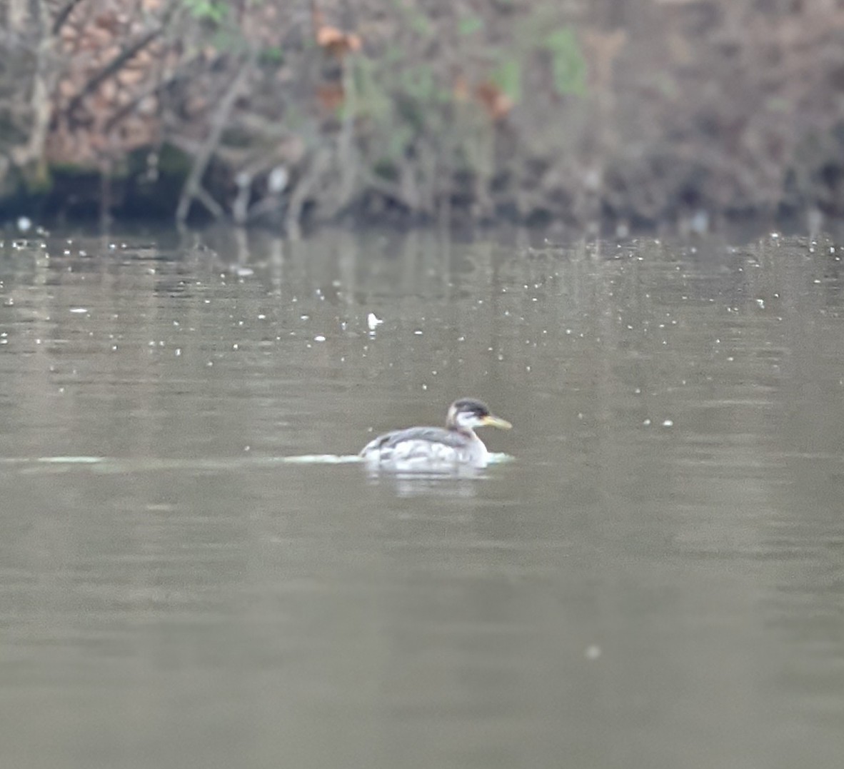 Red-necked Grebe - ML283259991