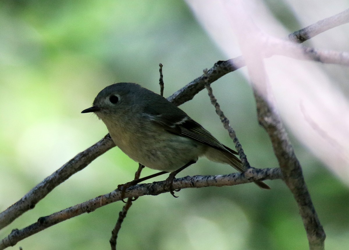 Ruby-crowned Kinglet - Angela Conry