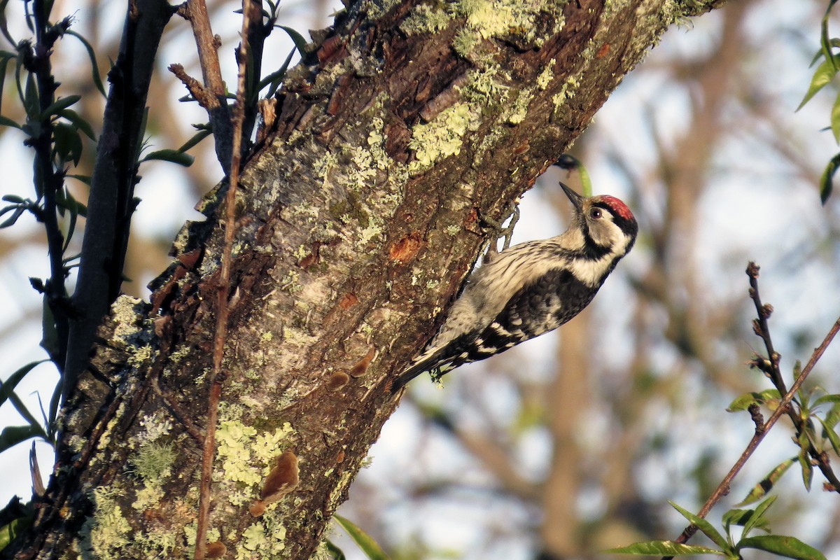 Lesser Spotted Woodpecker - ML283262041