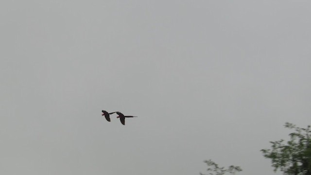 Scarlet Macaw - ML283262401