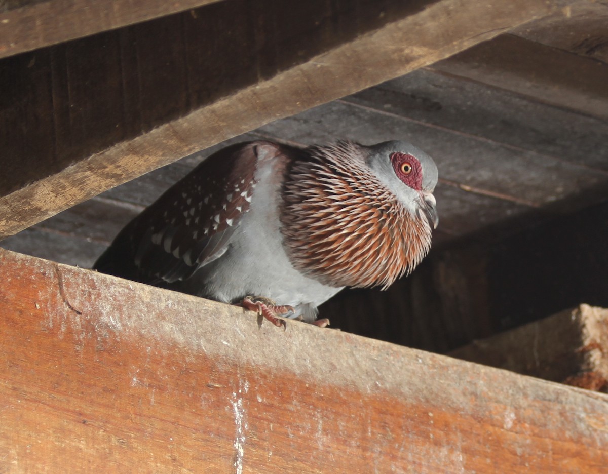 Speckled Pigeon - Ess Berm