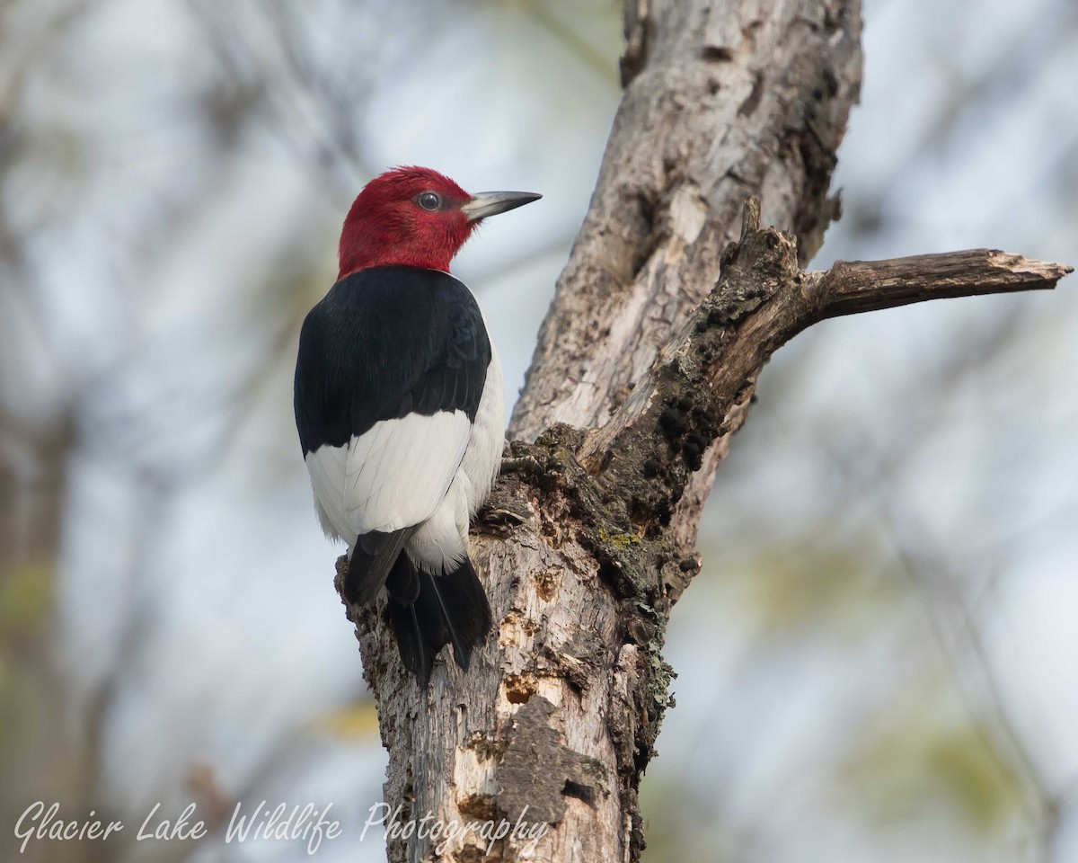 Red-headed Woodpecker - Mark and Sue Siekierski