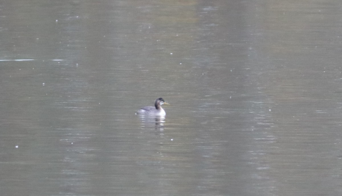 Red-necked Grebe - ML283267161