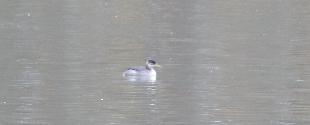 Red-necked Grebe - ML283267251