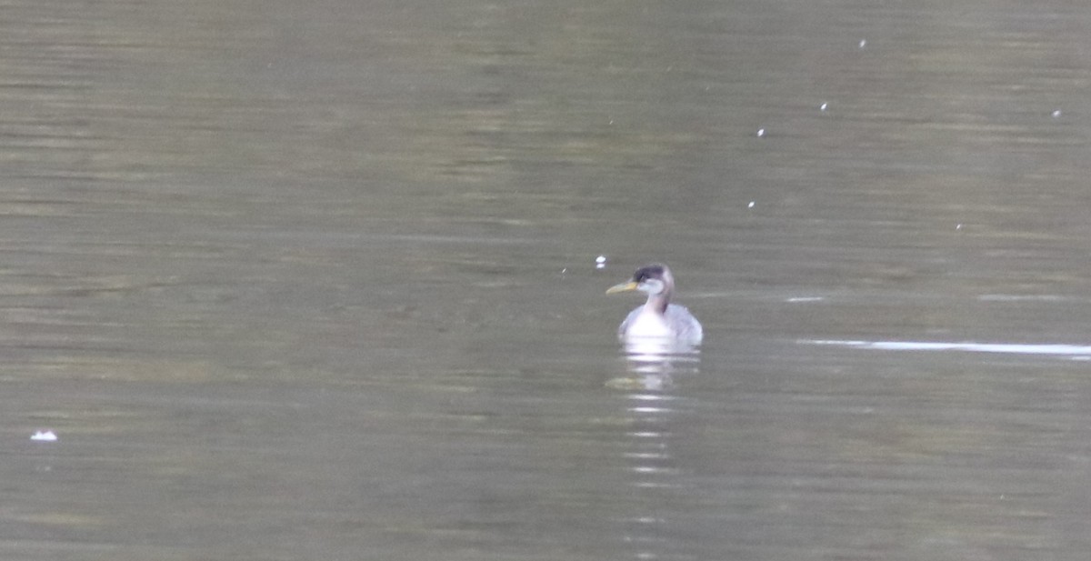 Red-necked Grebe - ML283267291