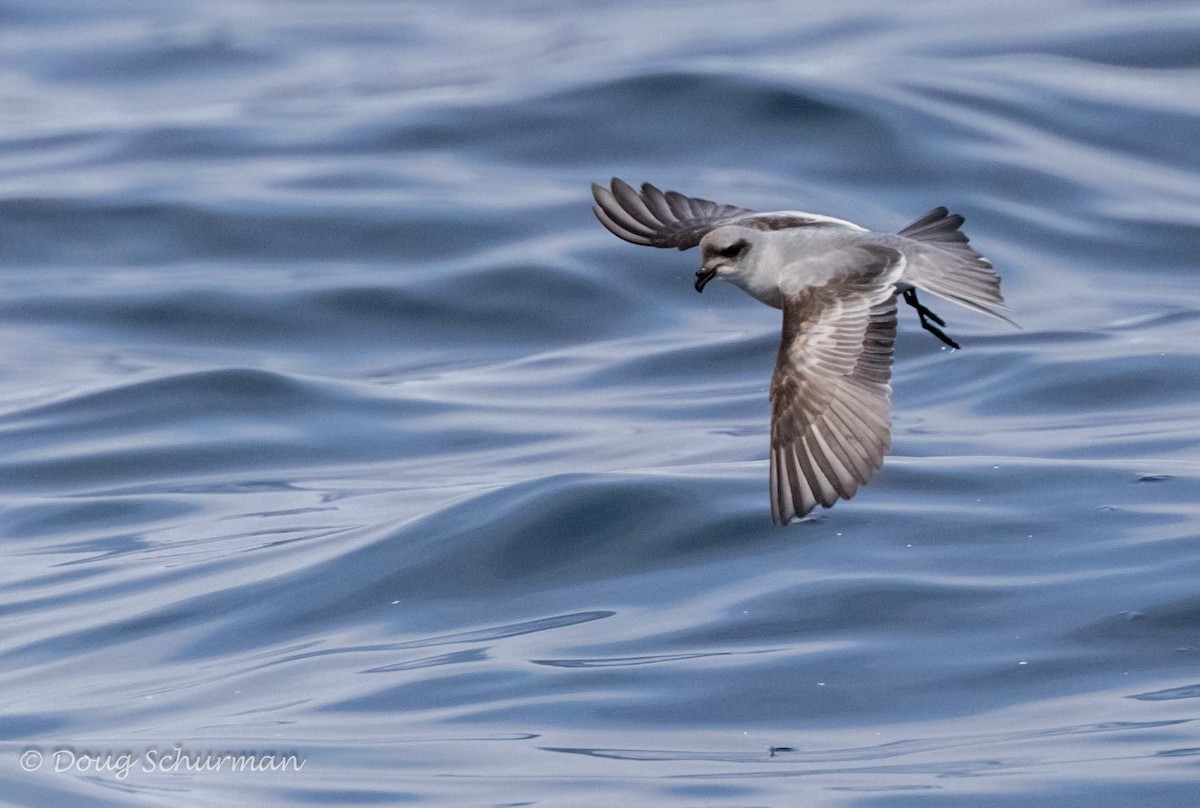 Fork-tailed Storm-Petrel - ML28327211