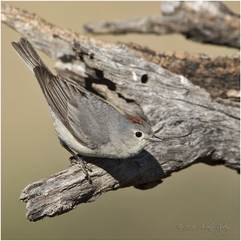 Lucy's Warbler - ML28327521
