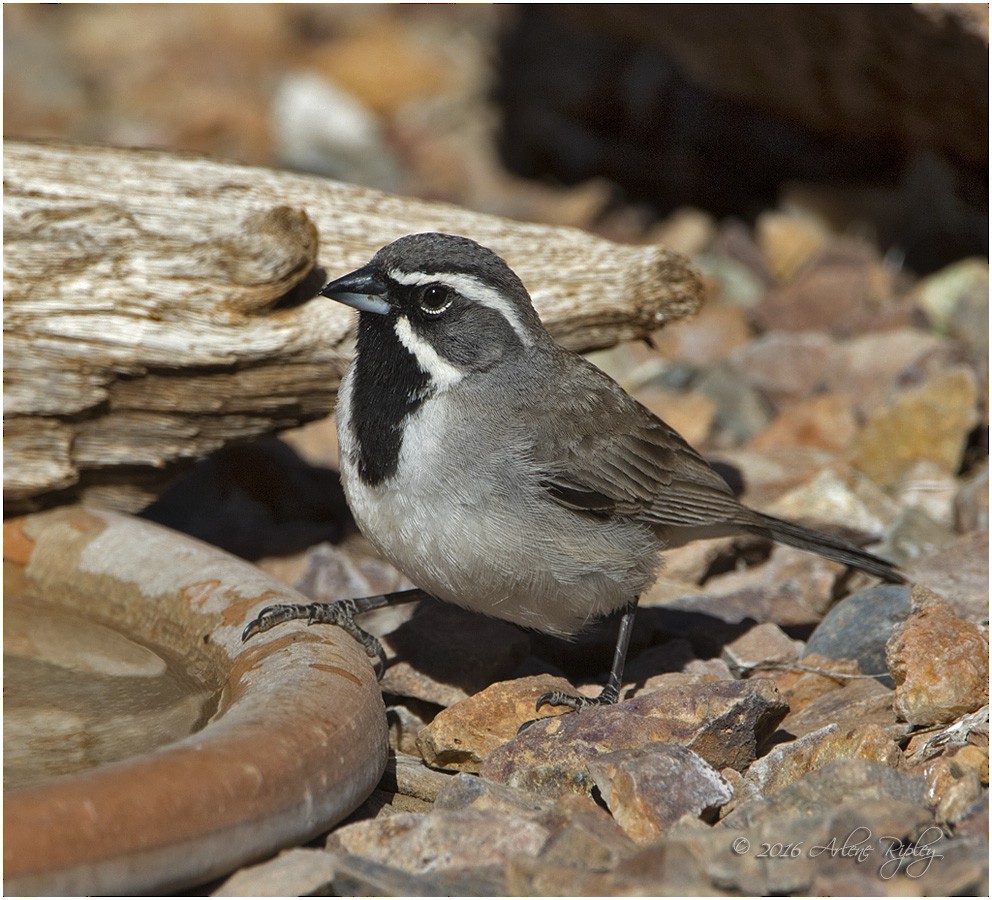 Black-throated Sparrow - Arlene Ripley