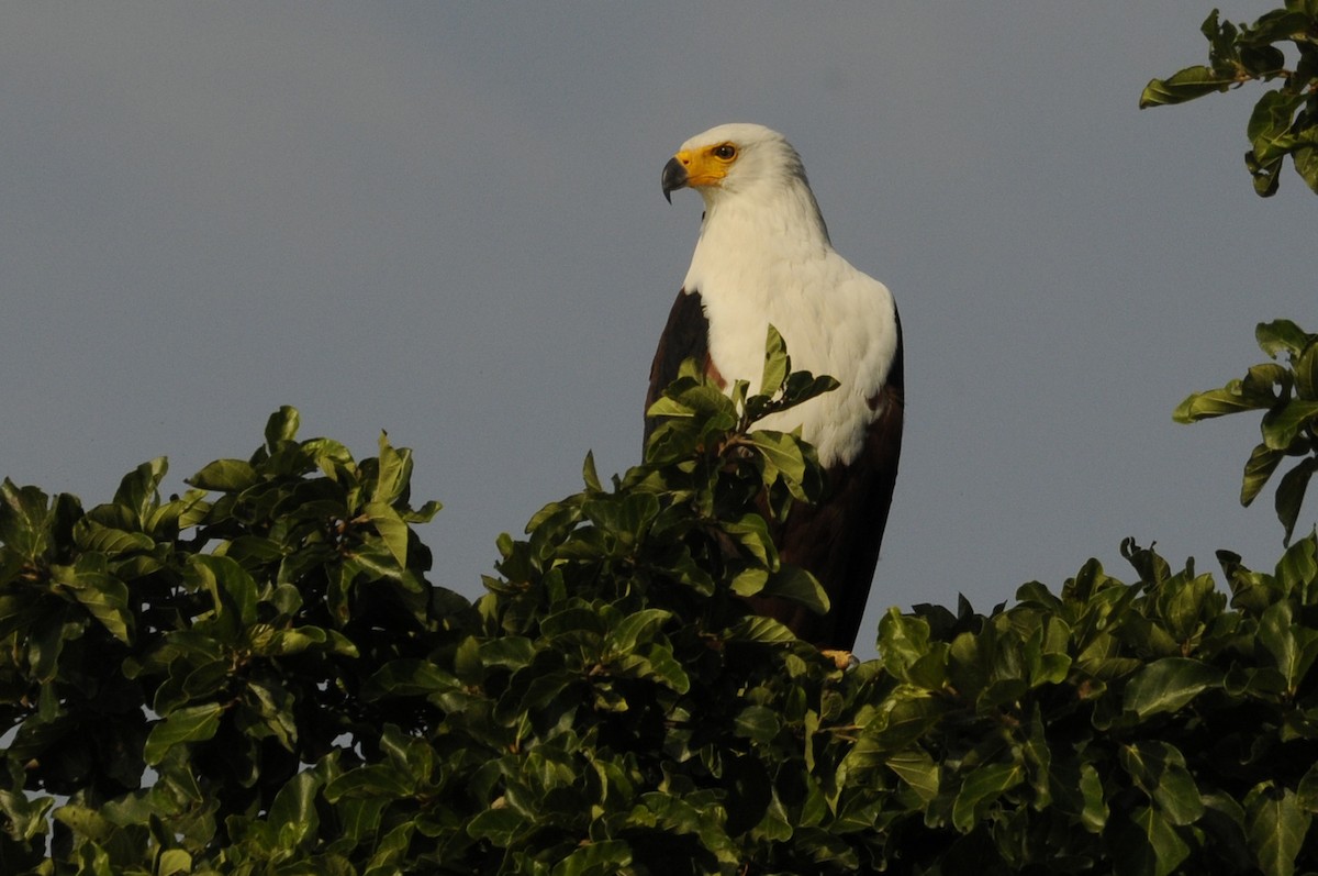 African Fish-Eagle - ML283277951