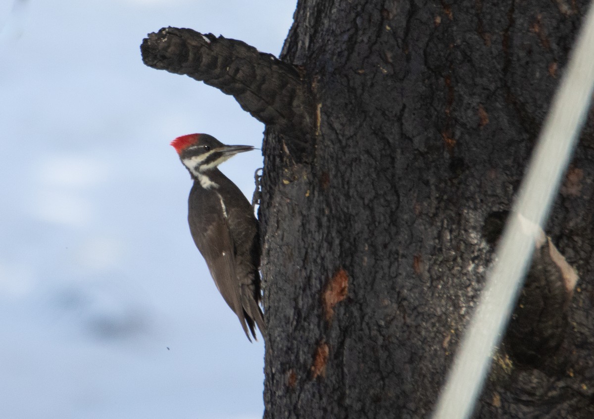 Pileated Woodpecker - ML283284781