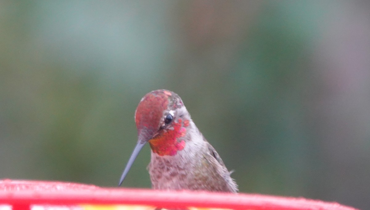Anna's Hummingbird - ML283285011
