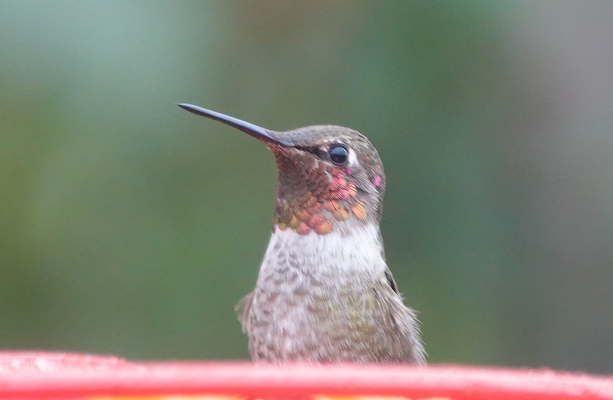 Anna's Hummingbird - ML283285021