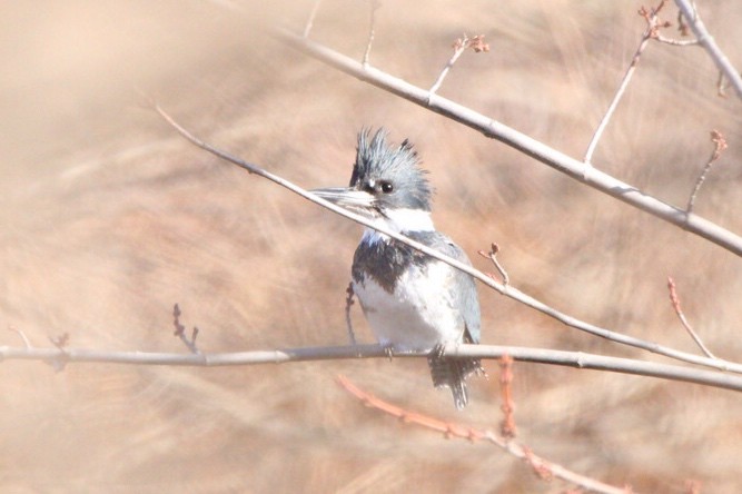 Belted Kingfisher - Quentin Nolan