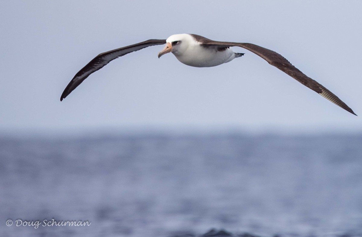 Laysan Albatross - Doug  Schurman