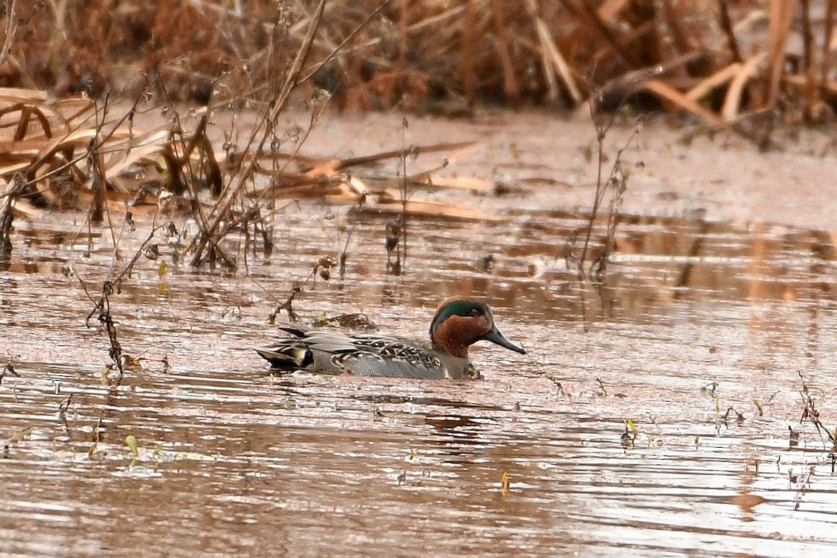 Green-winged Teal - ML283289281