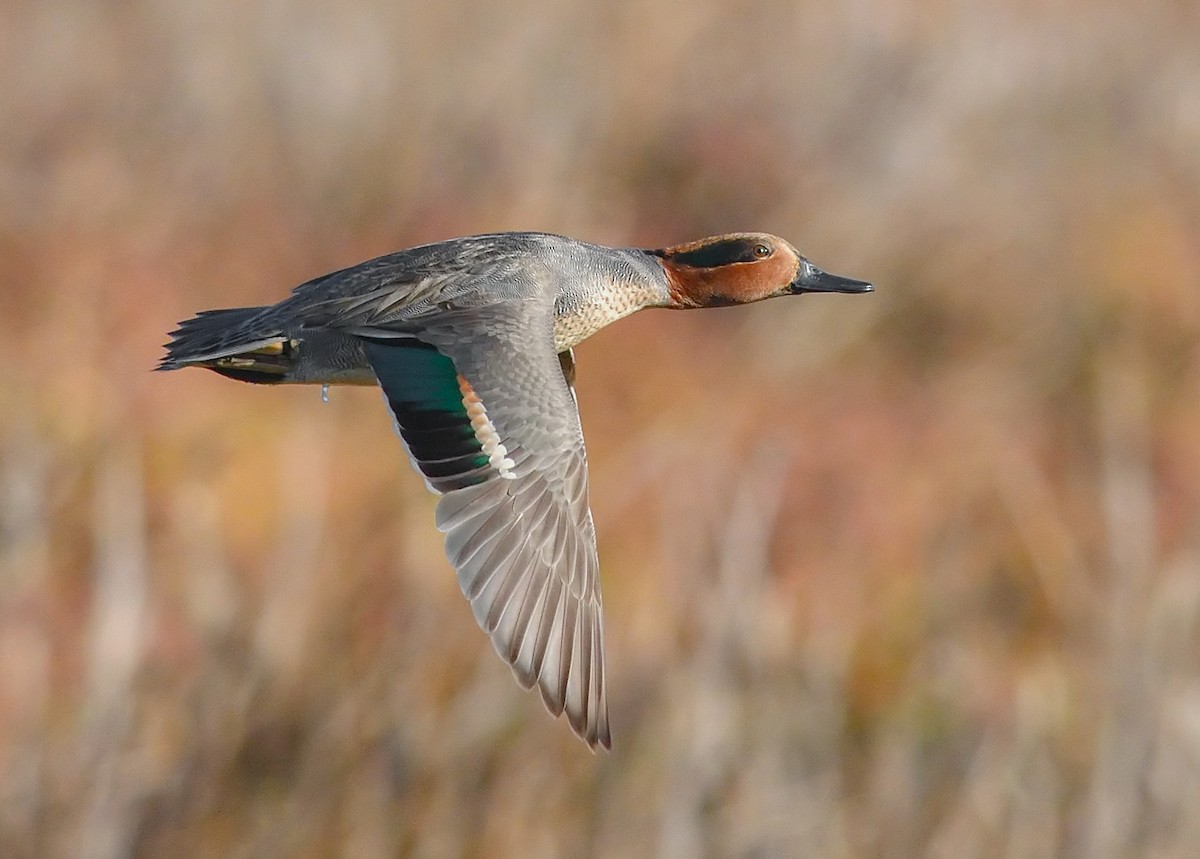 Green-winged Teal - ML283295961