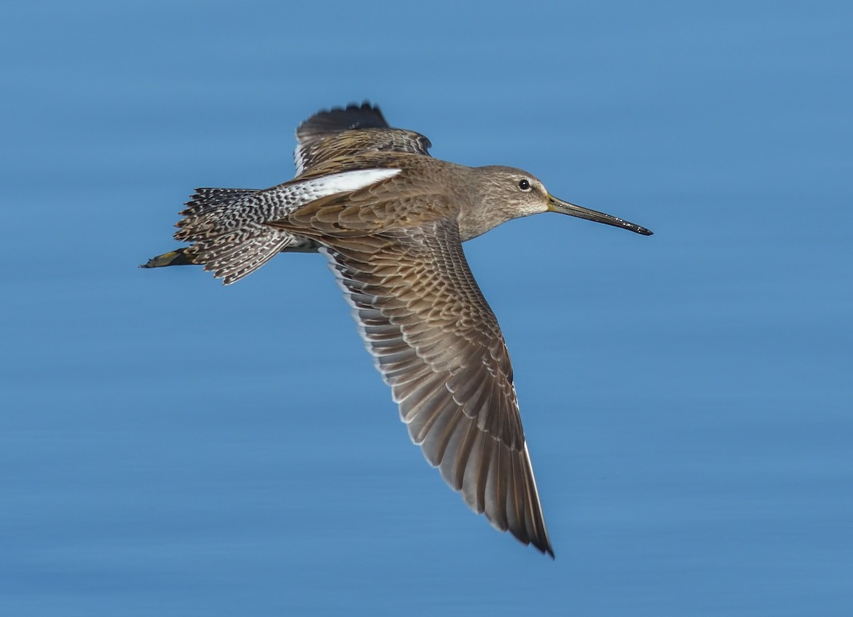 Long-billed Dowitcher - Jerry Ting