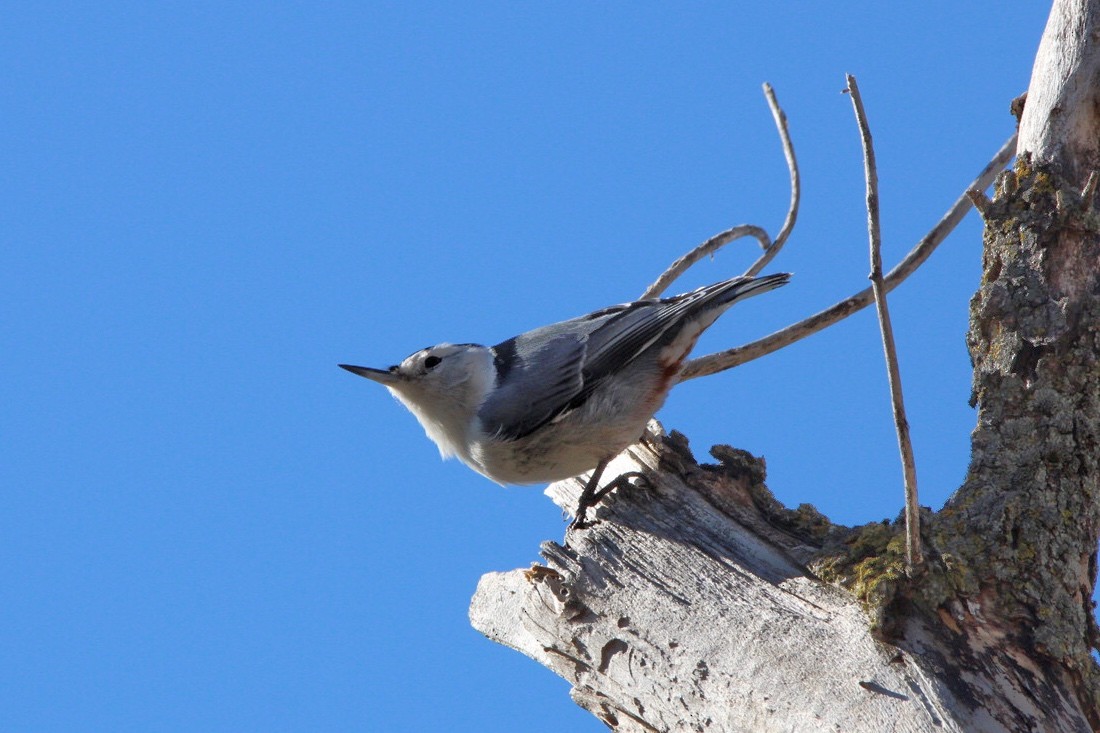 White-breasted Nuthatch - Quentin Nolan