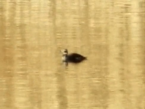 Long-tailed Duck - ML283296841