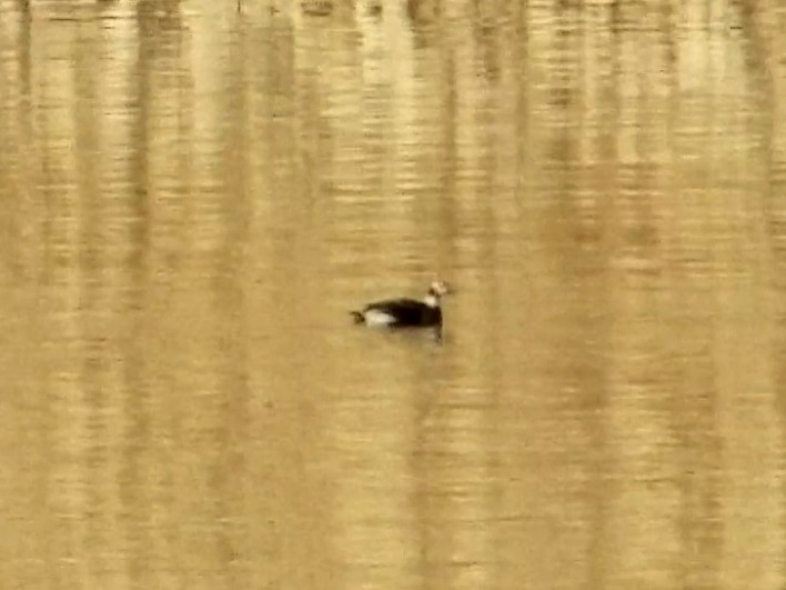 Long-tailed Duck - ML283296871