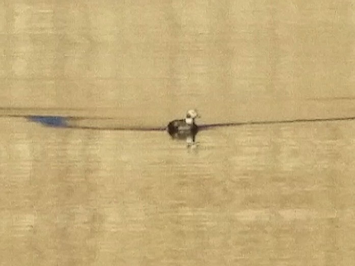 Long-tailed Duck - ML283296881