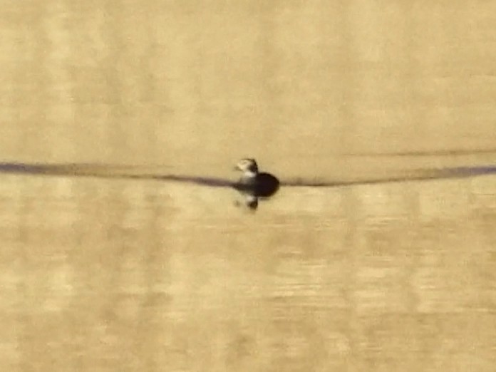 Long-tailed Duck - ML283296891