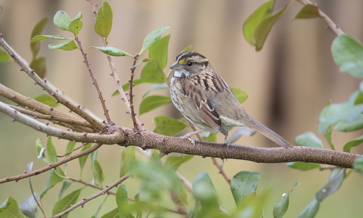 White-throated Sparrow - Heather Wolf
