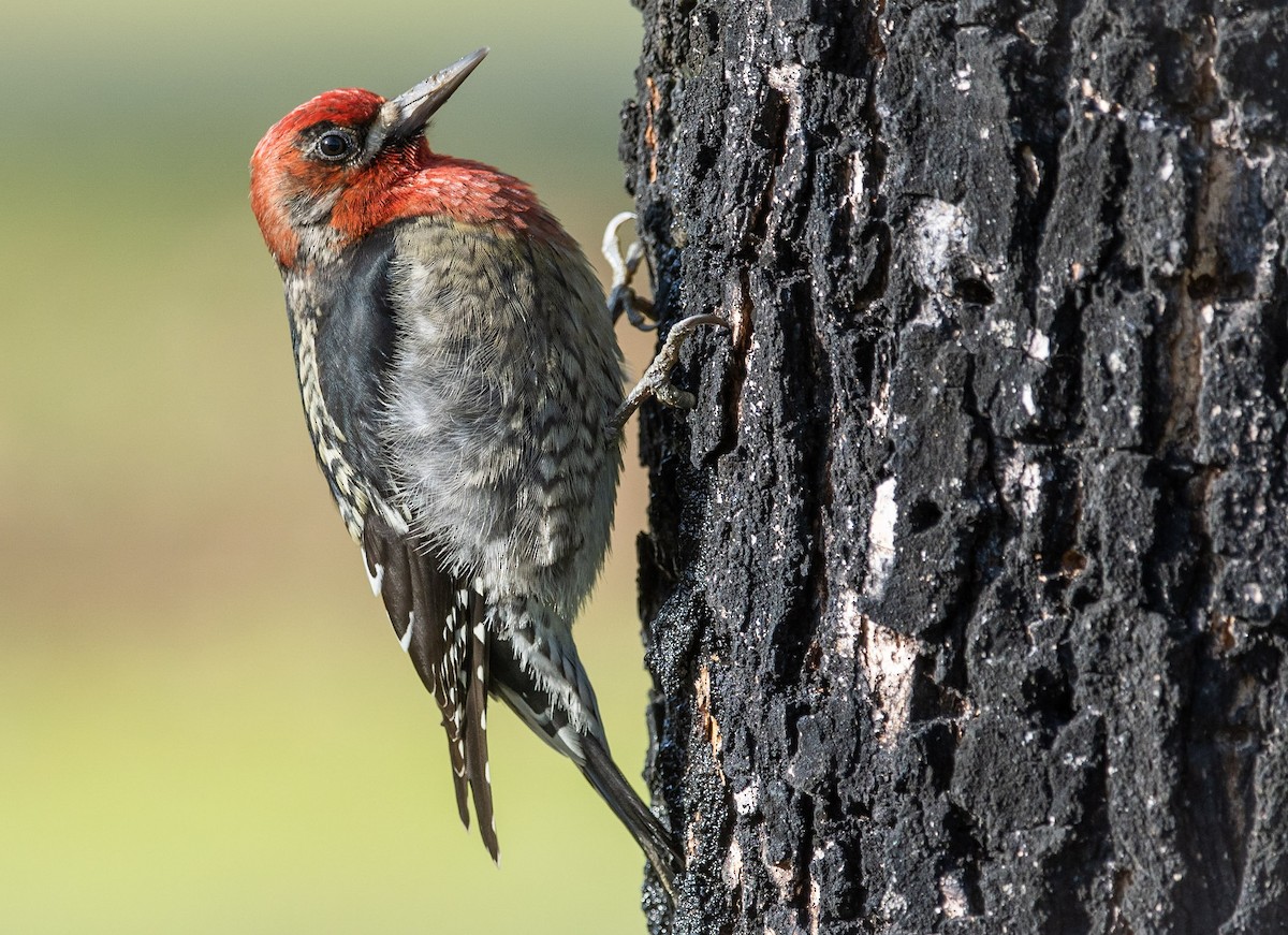 Red-breasted Sapsucker - ML283304911
