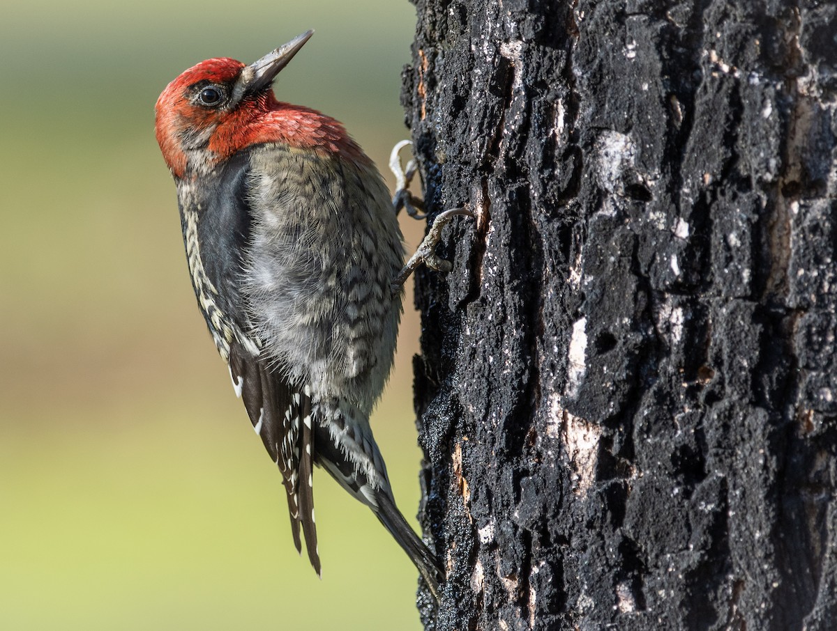 Red-breasted Sapsucker - ML283304991