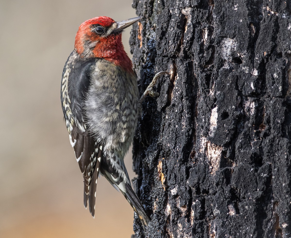 Red-breasted Sapsucker - ML283305001