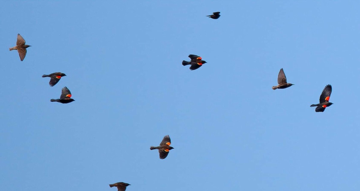 Red-winged Blackbird (Red-winged) - ML283308321