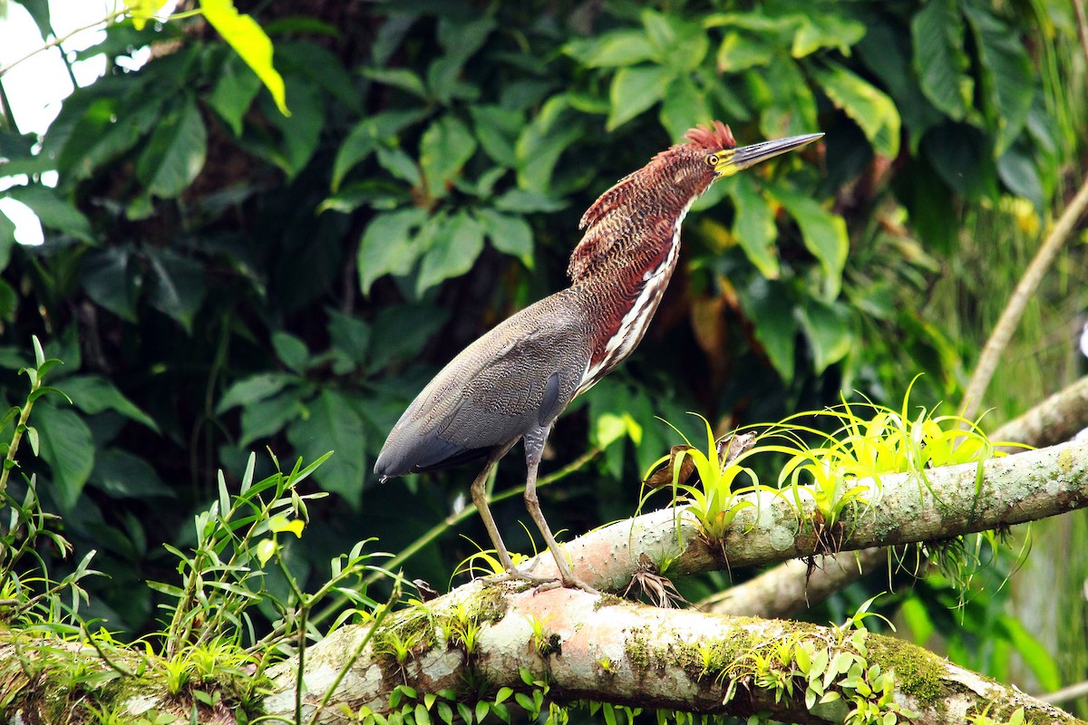 Rufescent Tiger-Heron - Andres Pacheco