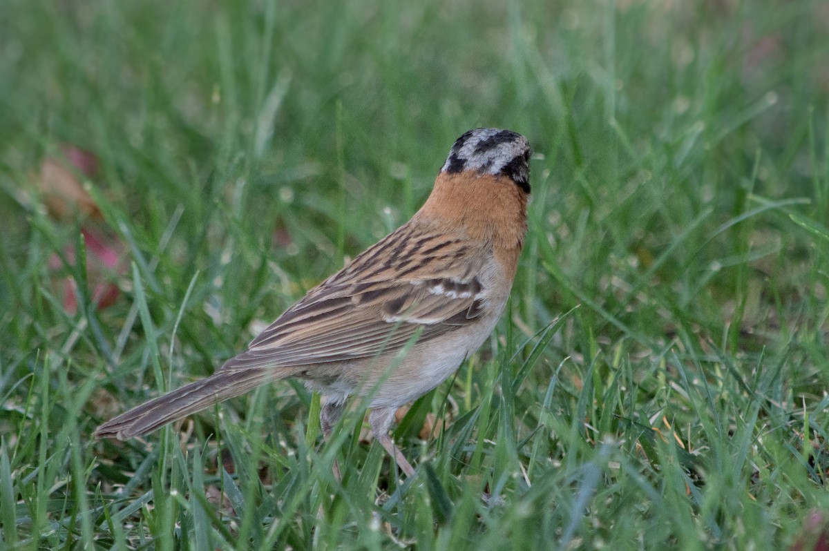 Rufous-collared Sparrow - ML283311281