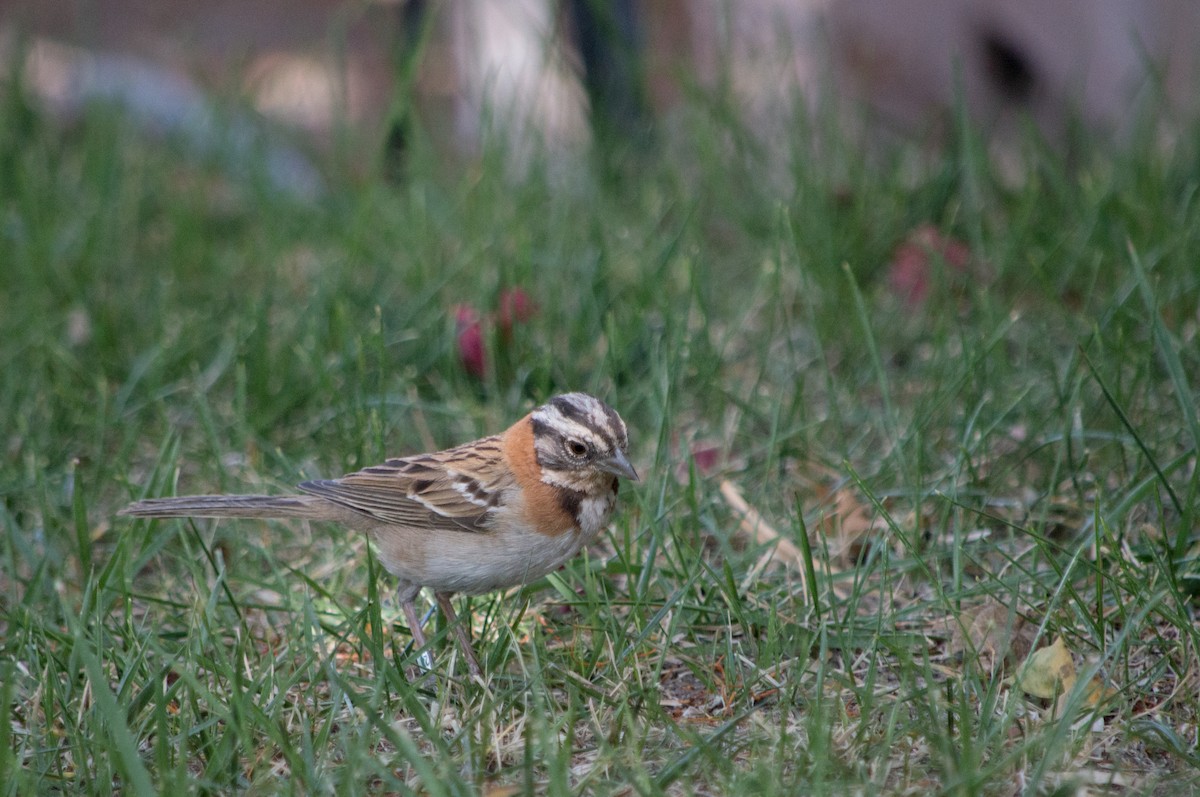 Rufous-collared Sparrow - ML283311301
